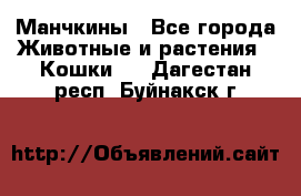 Манчкины - Все города Животные и растения » Кошки   . Дагестан респ.,Буйнакск г.